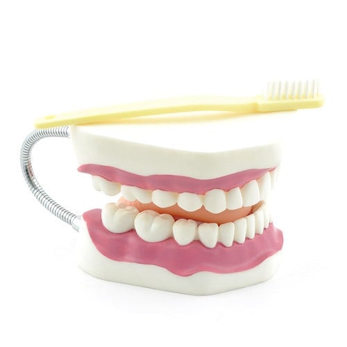 Dental Hygiene Model with Toothbrush