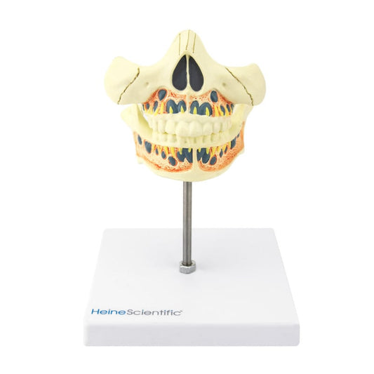 Model of a Human Jaw milk teeth