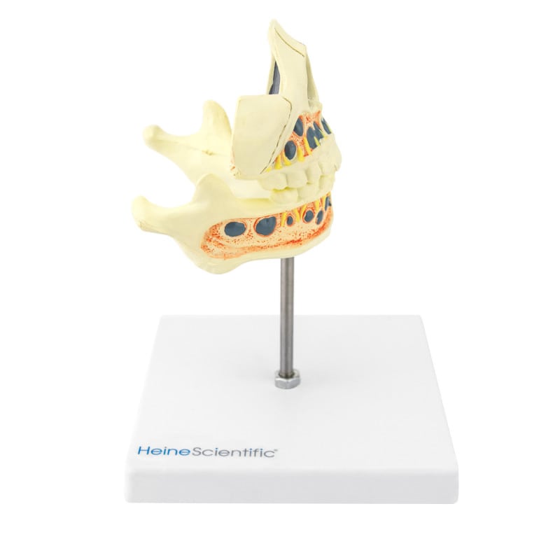 Model of a Human Jaw milk teeth