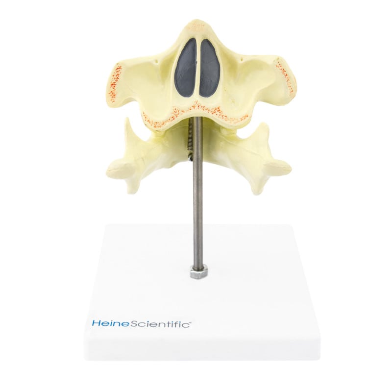 Model of a Human Jaw milk teeth