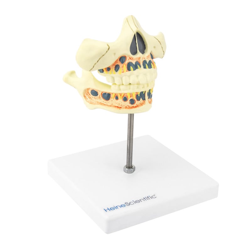 Model of a Human Jaw milk teeth
