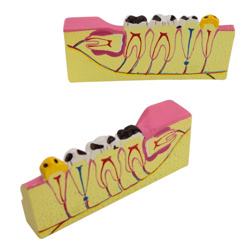 Model of Lower Jaw Segment