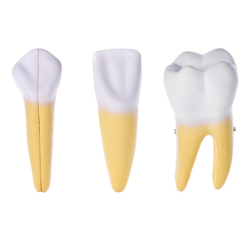 Dismountable Tooth Models, Set of 3