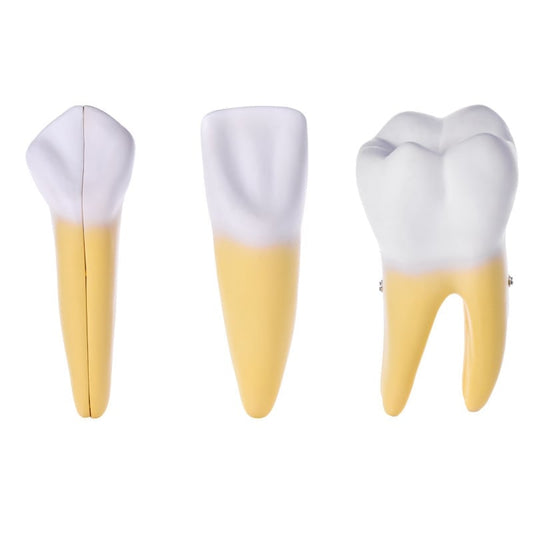 Dismountable Tooth Models, Set of 3