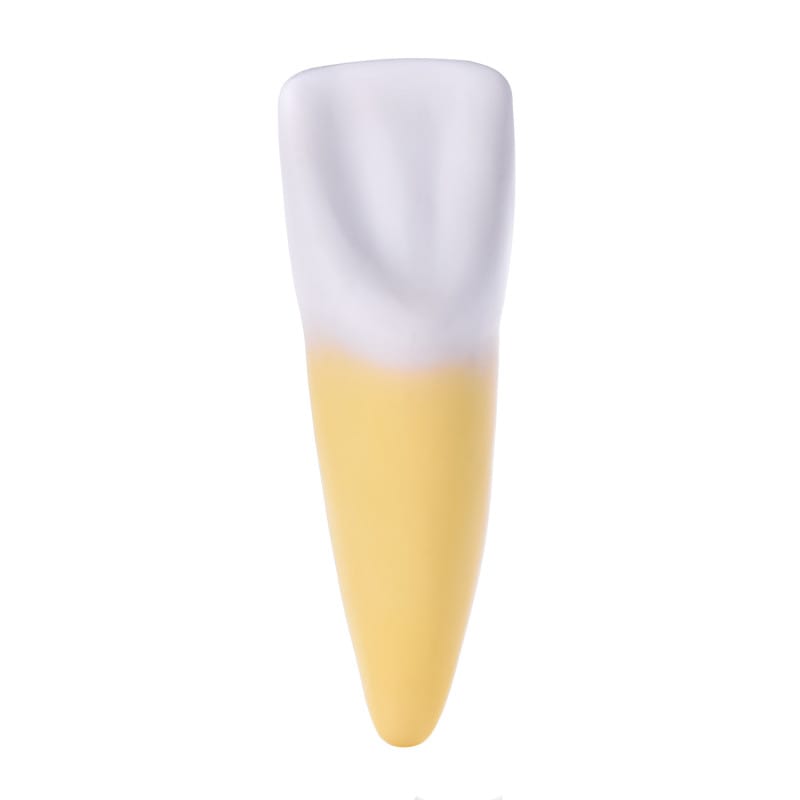 Dismountable Tooth Models, Set of 3